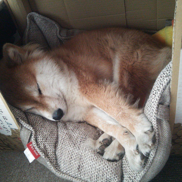 神剧本！鹈鹕跨洋掀翻上海队，欧文压哨三分定乾坤