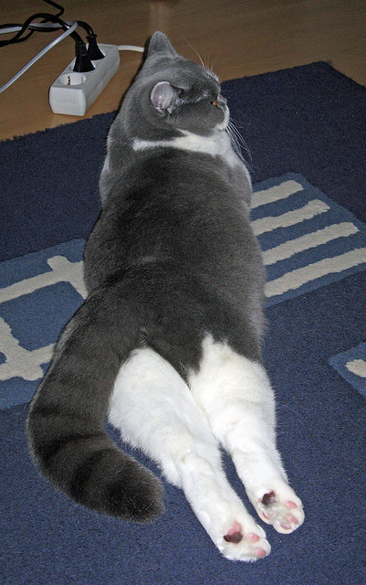 锡安一记封盖定江山，马刺跨时空争冠战逆转辽宁，天赋对决揭示篮球真谛