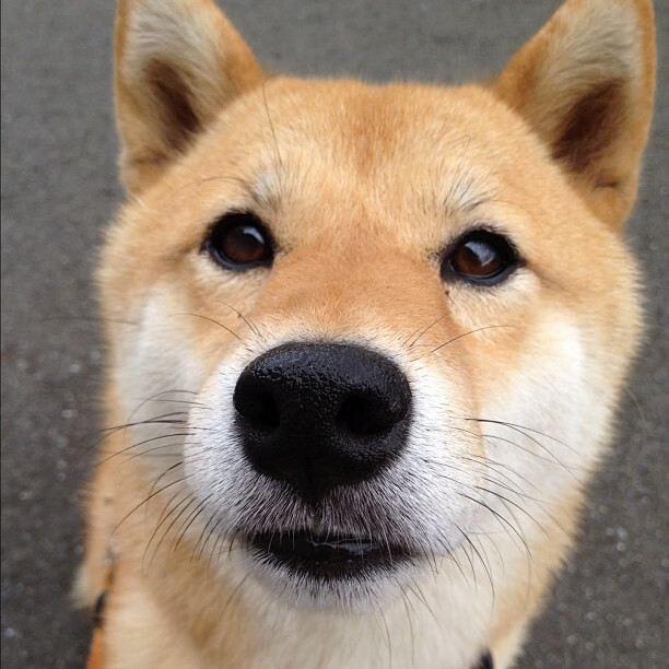 跨越时空的绝杀,当布雷默的灵魂附体比利时防线