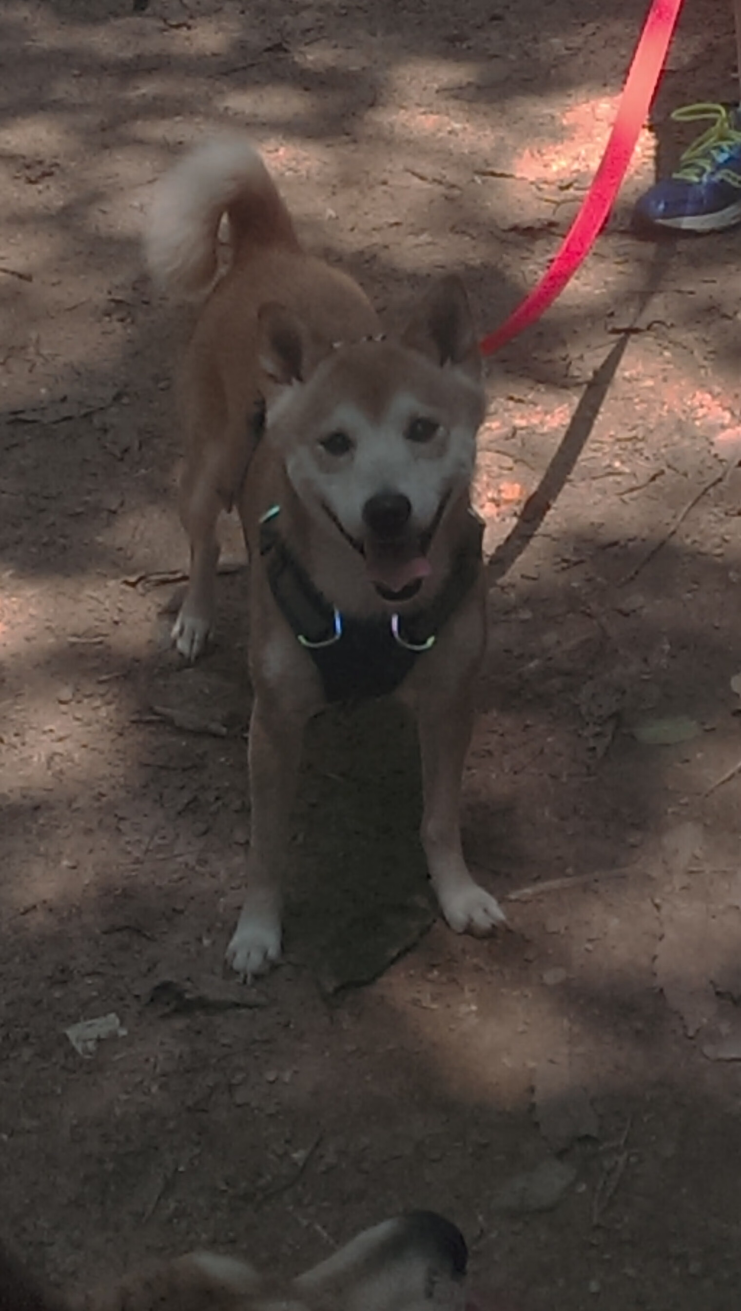 明尼苏达的坚冰与火焰，哈利伯顿关键先生觉醒，森林狼撕破奇才铁幕