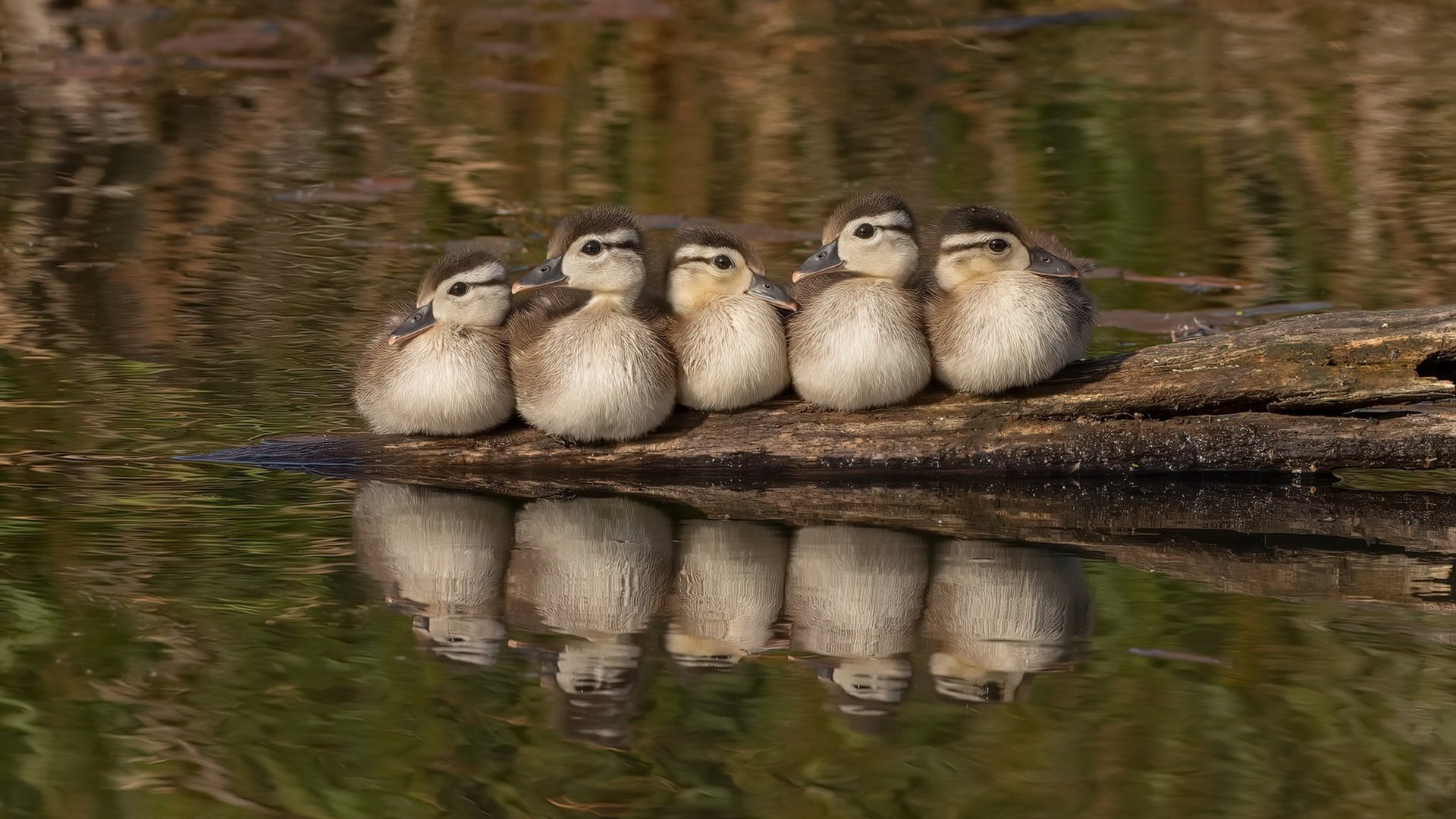 破壁之战，当阿森纳的艺术炮火碾过几内亚，格列兹曼在友谊赛绽放巨星光芒