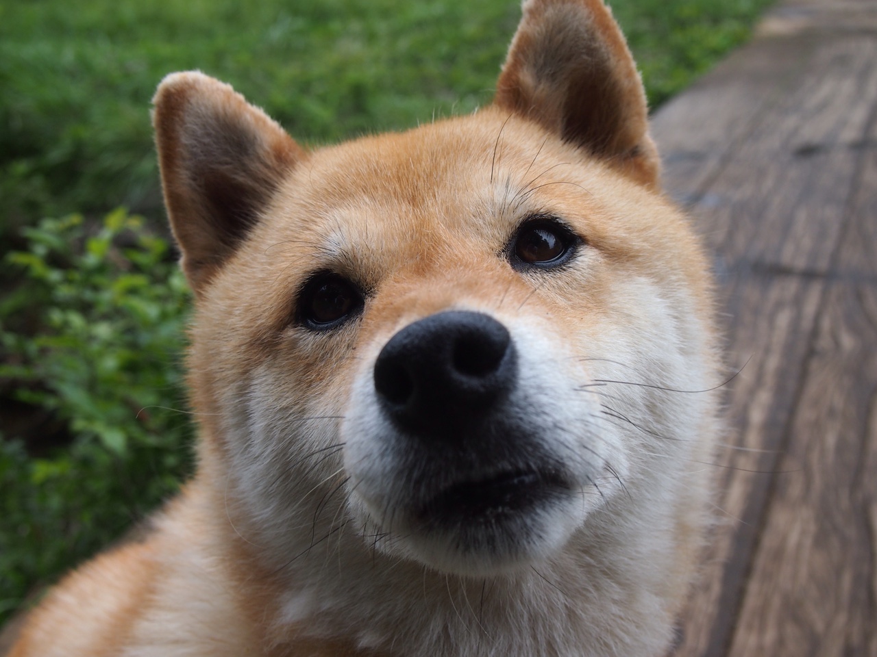 迪马利亚首秀爆发，多特蒙德客场轻取冰岛冠军，欧联杯小组赛开门红