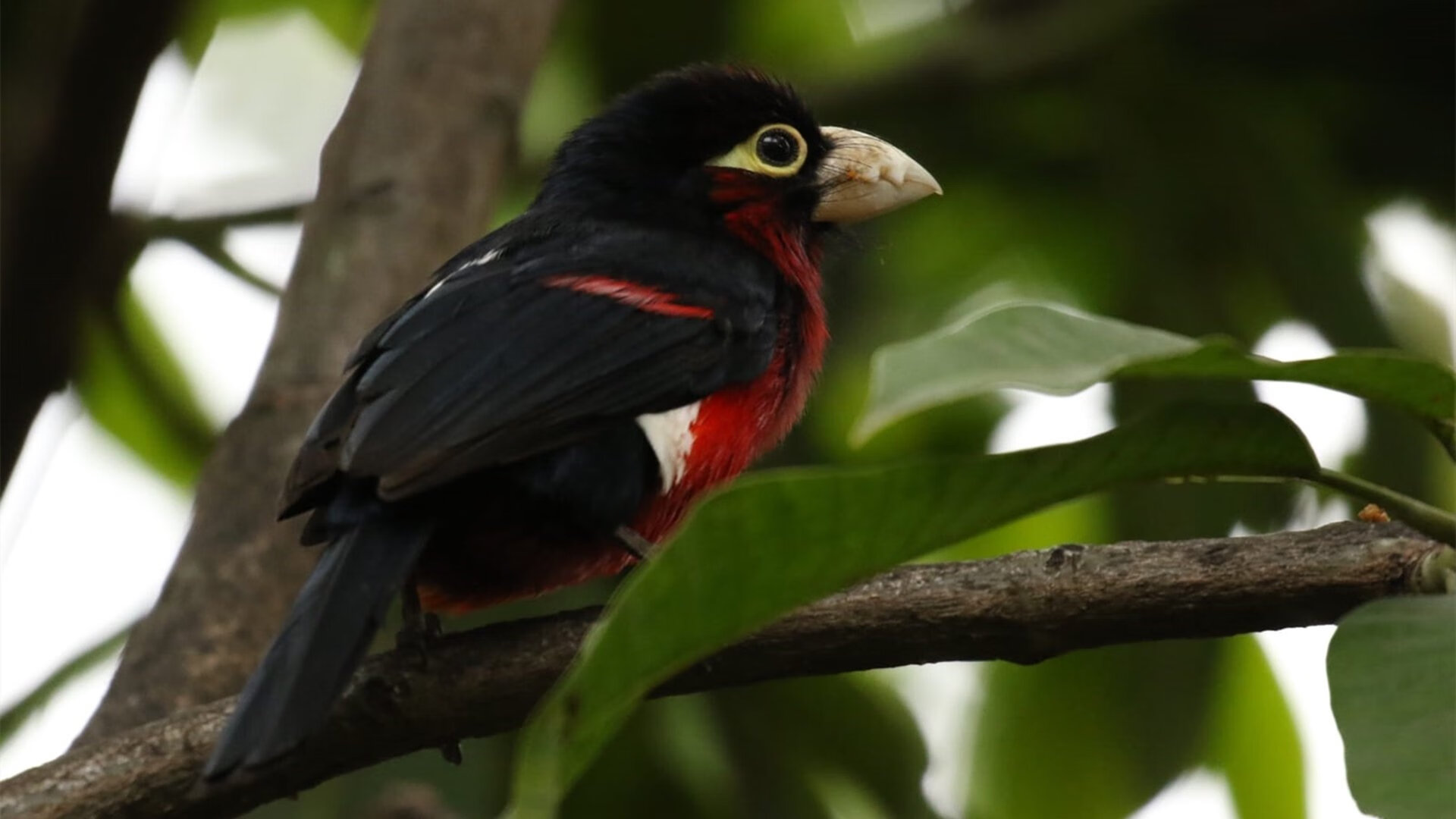 隔空收徒？锡安暴扣不止击败步行者，更像快船的终极教学局