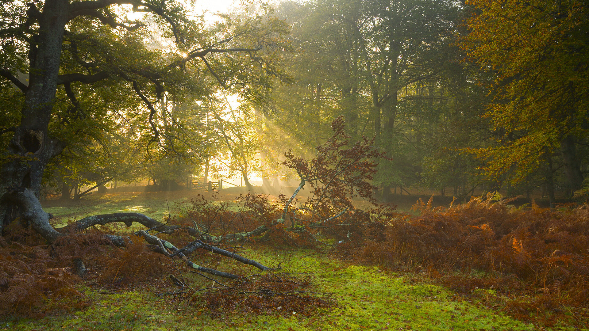 两个赛道，同一种赢家基因，当拉文在F1街道赛接管时，雷霆已在篮球场击溃