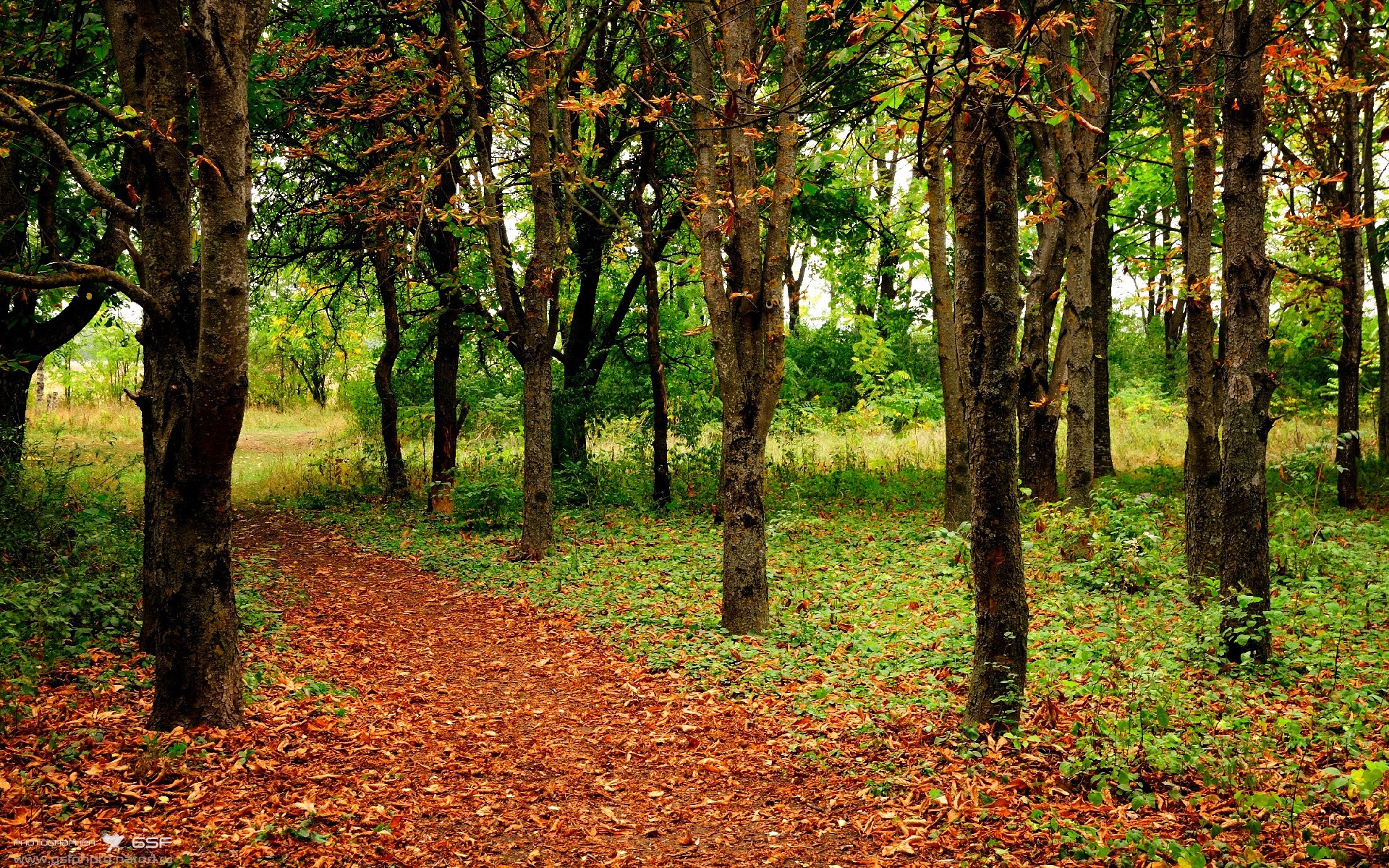 美澳对阵的绿茵场上,为何站着若日尼奥?一次关于救赎的镜像穿越
