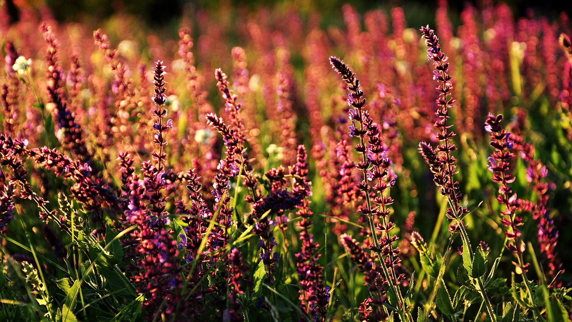 皮克的减速带哲学,数据之外的节奏掌控,雷恩如何被哥斯达黎加温柔绞杀?