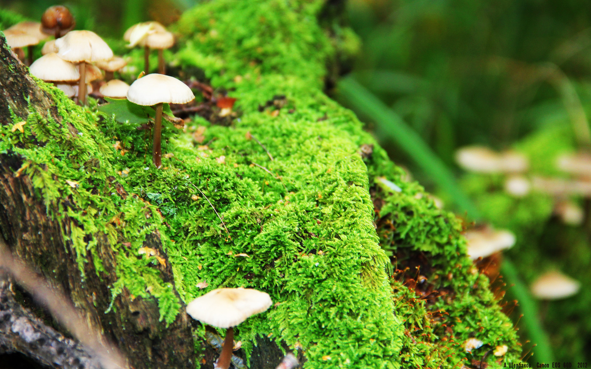 跨界奇迹，阿尔及利亚末节逆转尤文，梅西驰骋F1街道赛称王