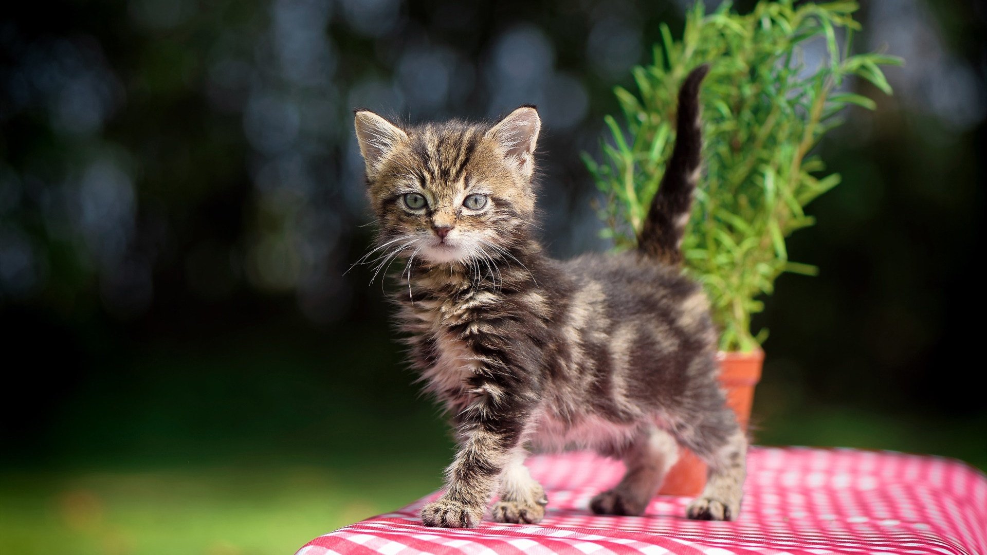 当扎克·拉文空降CBA，一场平行宇宙中的篮球奇观