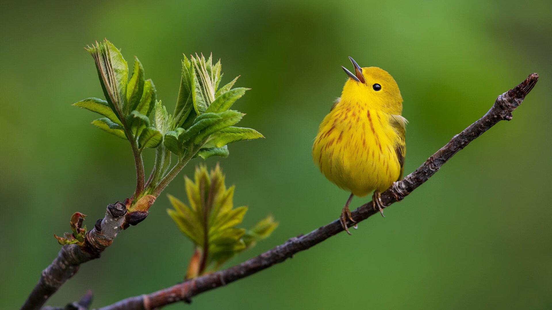 从NBA生死战到墨西哥城狂潮，当篮球与足球的争冠血脉在此交汇
