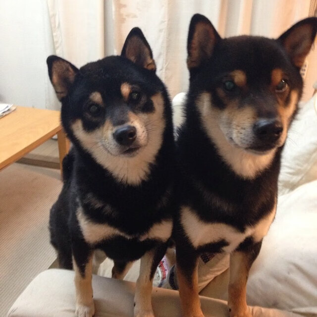 体育平行宇宙,当广东窒息尼克斯,戈贝尔降临西甲德比