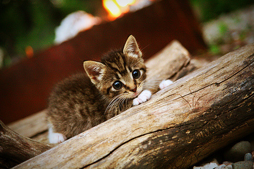 体育平行宇宙,当广东窒息尼克斯,戈贝尔降临西甲德比