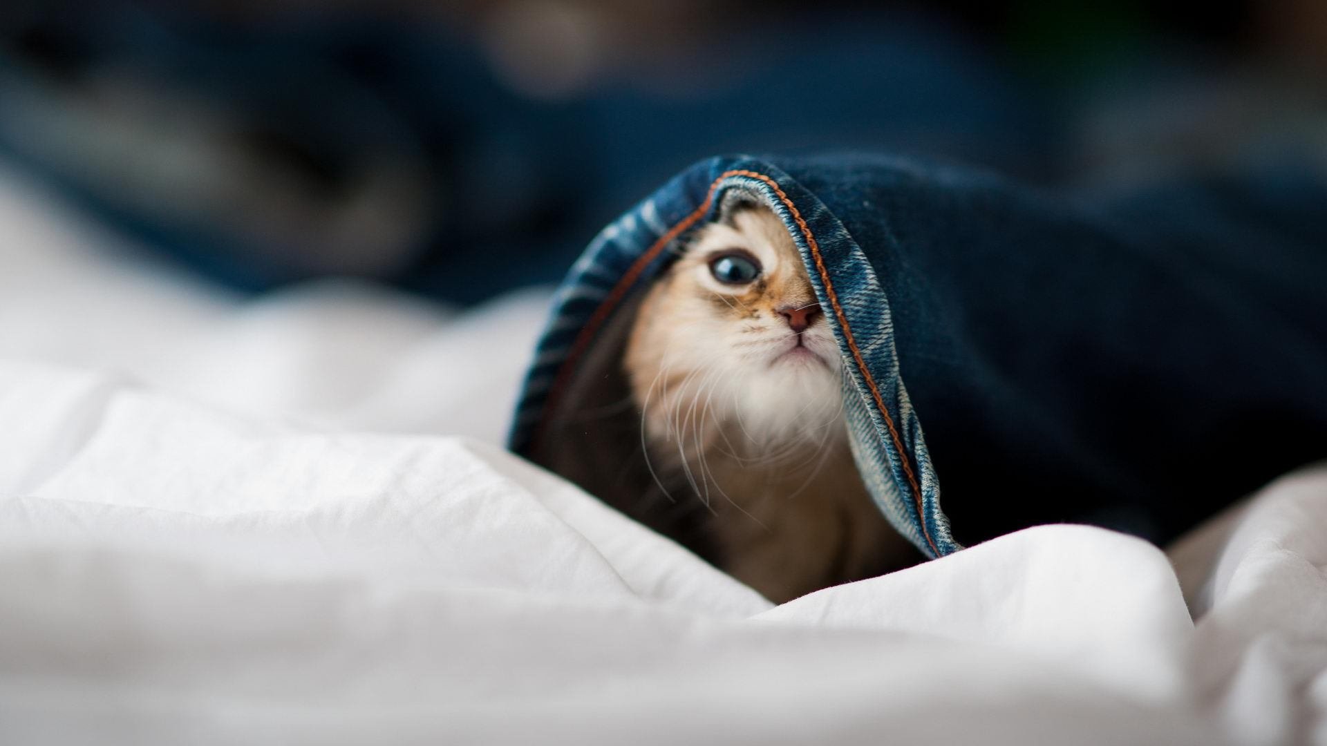 绿茵场的沉稳步调,硬木地板的狂飙突进—论竞技体育中稳与狂的辩证美学