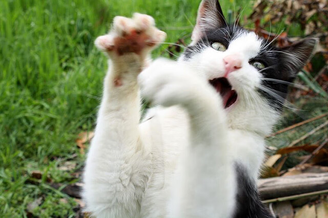 指尖的银河,奥利维耶与抢七之夜的命运裁决