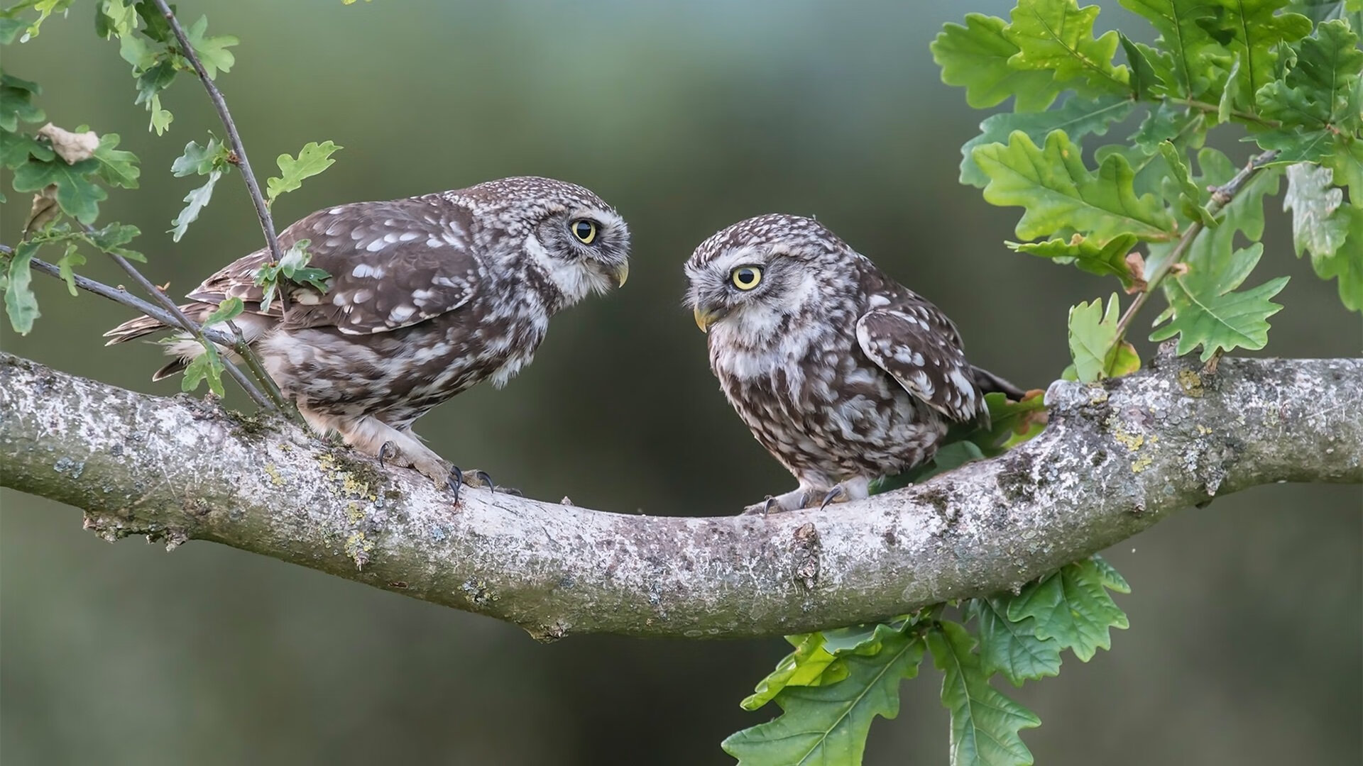 铝土矿赛道,从几内亚矿井到F1围场的资本竞速