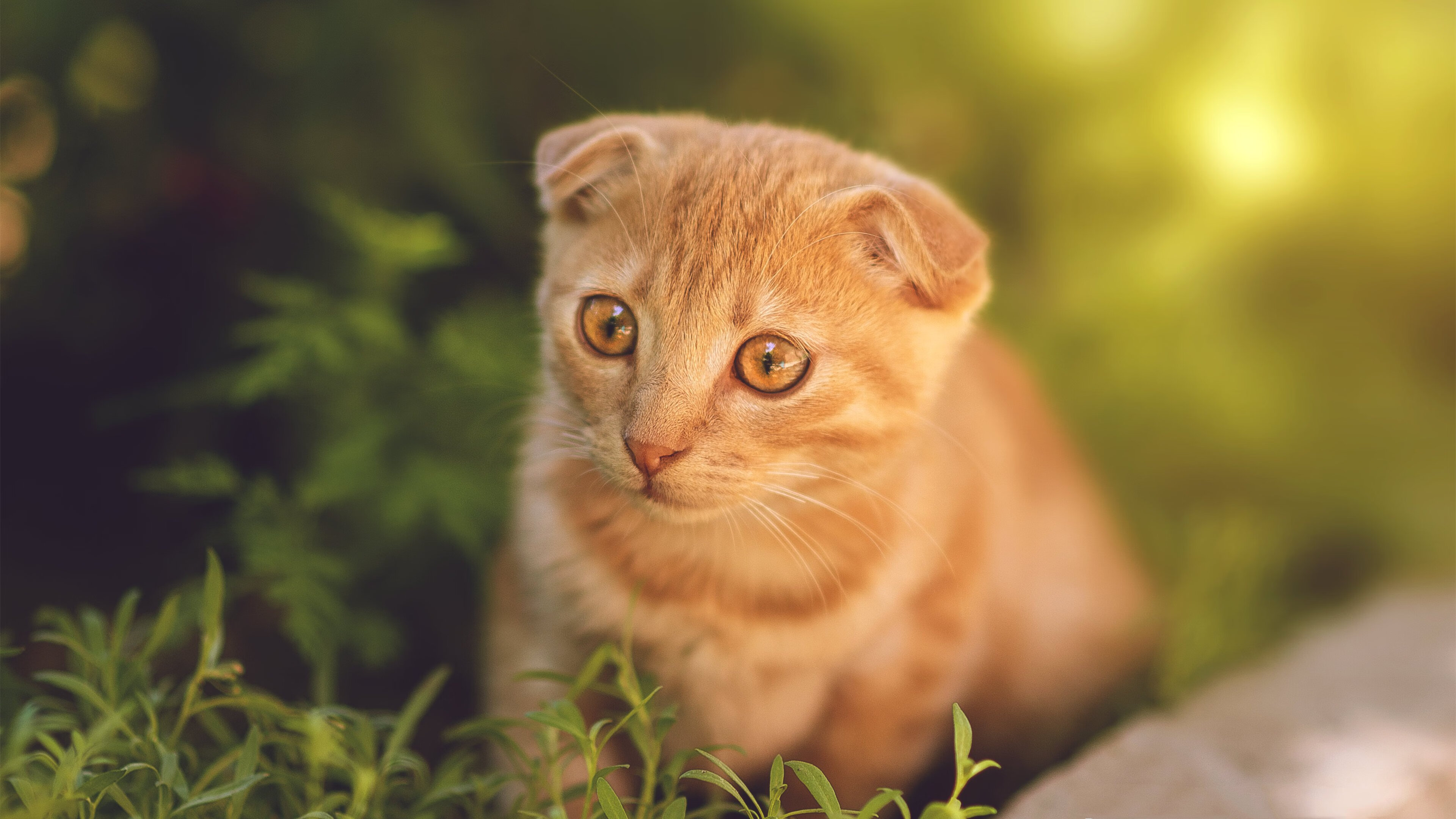 王者之焰,英格兰火力如何以窒息式进攻熄灭火种之战