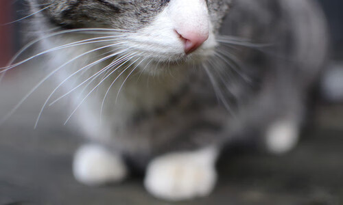 铁壁与洪流之间,金玟哉的硬仗之王炼成记—当英格兰技术风暴遭遇哥斯达黎加钢铁森林