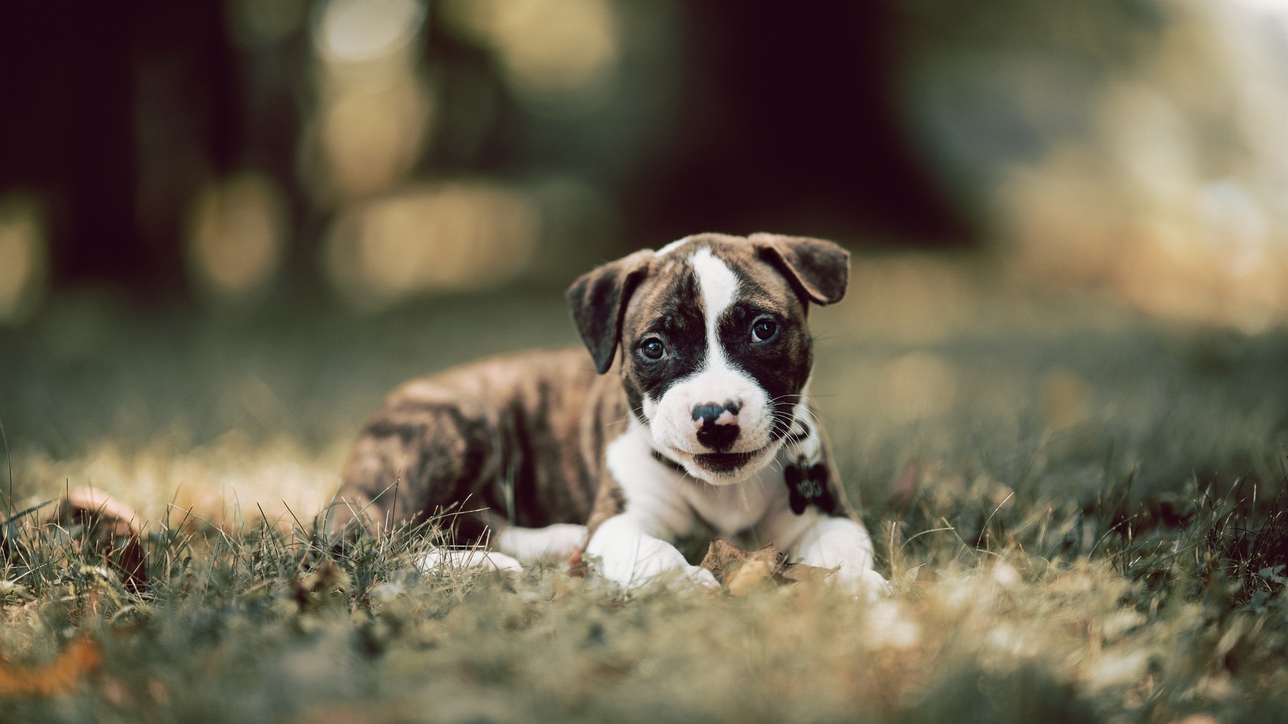 梅西在焦点战之夜表演,数据背后,何为统治级的真正魔幻