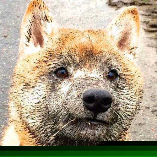 跨洋史诗对决,骑士末节逆转,在梦幻交锋中淘汰顽强北京队