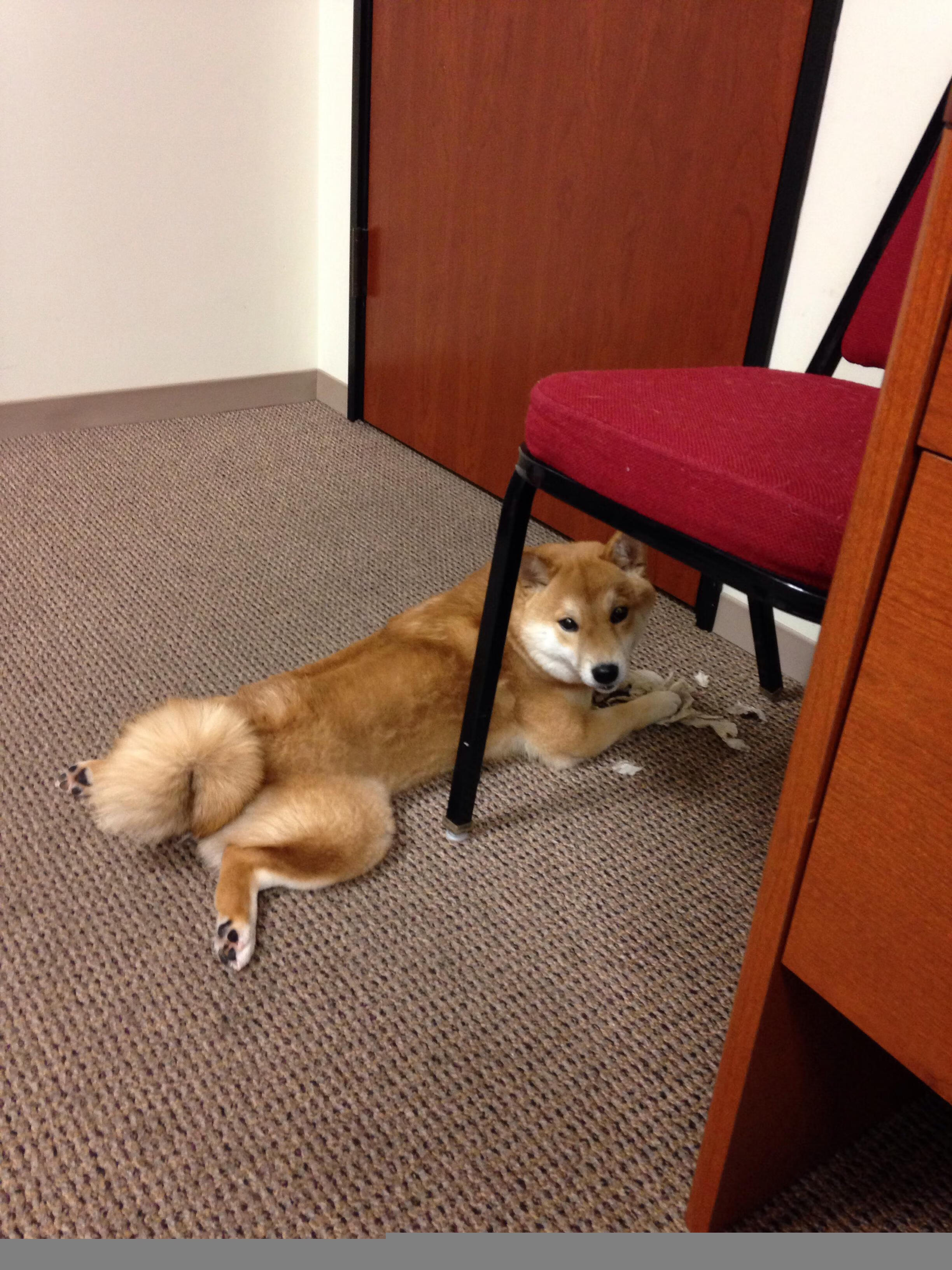 血染战靴的孤胆英雄!锡安一瘸一拐杀死比赛,独行侠爆冷魔术他只用了最后93秒