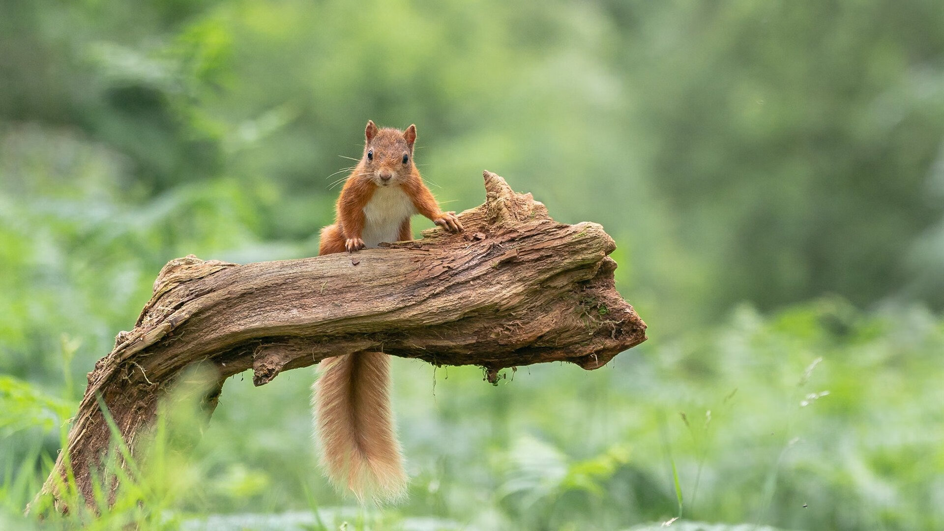 铁血长矛刺破夜幕,法比尼奥连续致命击,马竞欧冠苦战碾碎雷恩铁壁