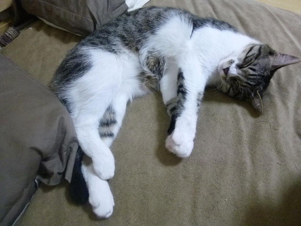 双面人生，卡拉斯科的非洲狂想曲与皇家社会的欧洲战记