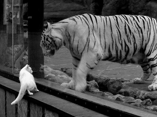 惊天冷门！非裔雄狮狂噬红魔，归化神锋莱万上演开罐器帽子戏法