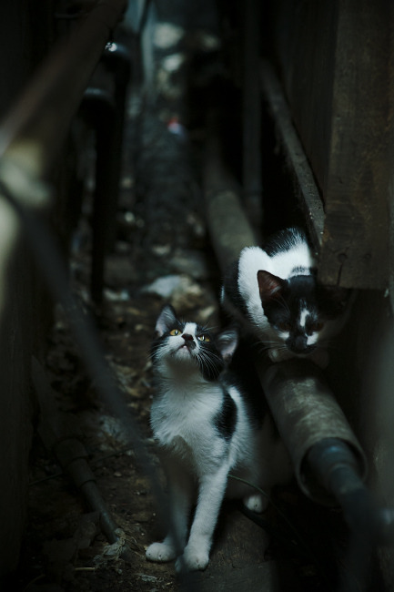 防守的艺术，戈贝尔的自我正名与马刺的团队封锁