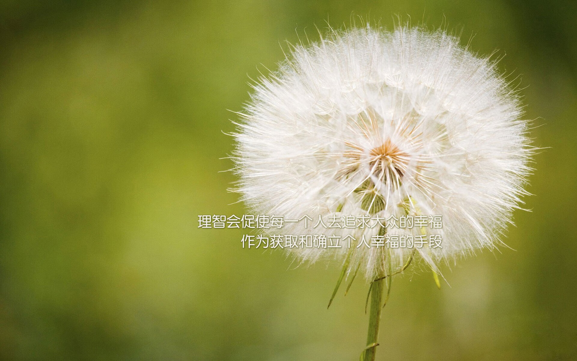 沙漠之狐的致命獠牙，当B费穿上伊拉克战袍，美加墨上演惊天逆转